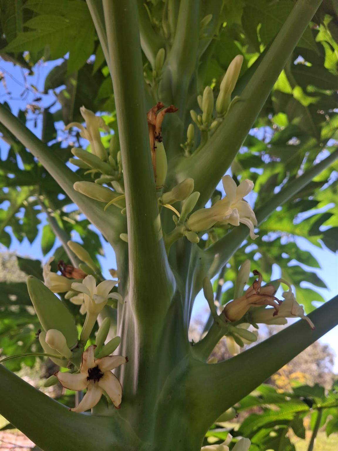 Viking Prairie - Residential