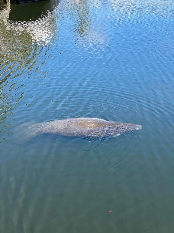 Boca Marina Yacht Club - Residential