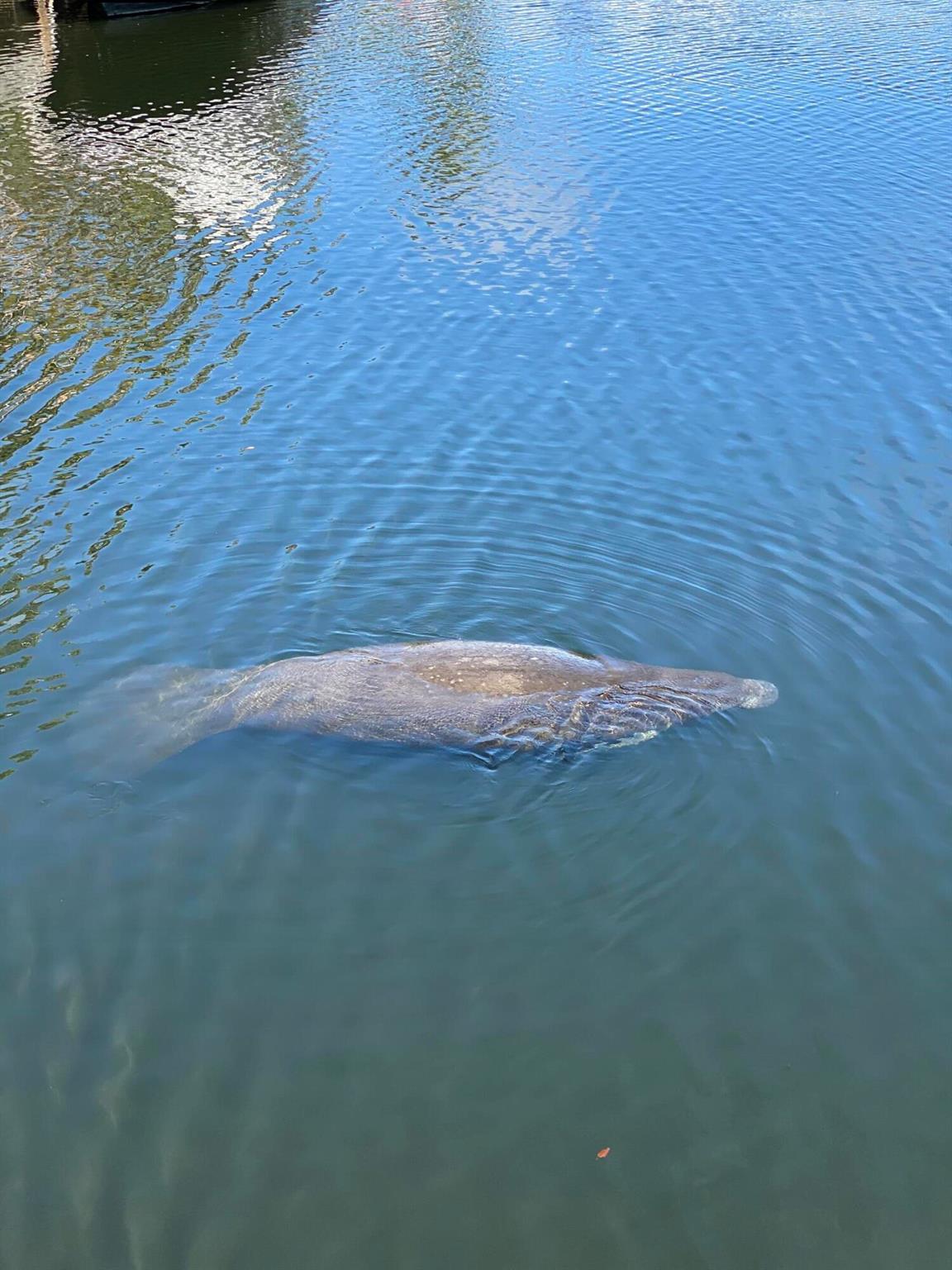 Boca Marina Yacht Club - Residential