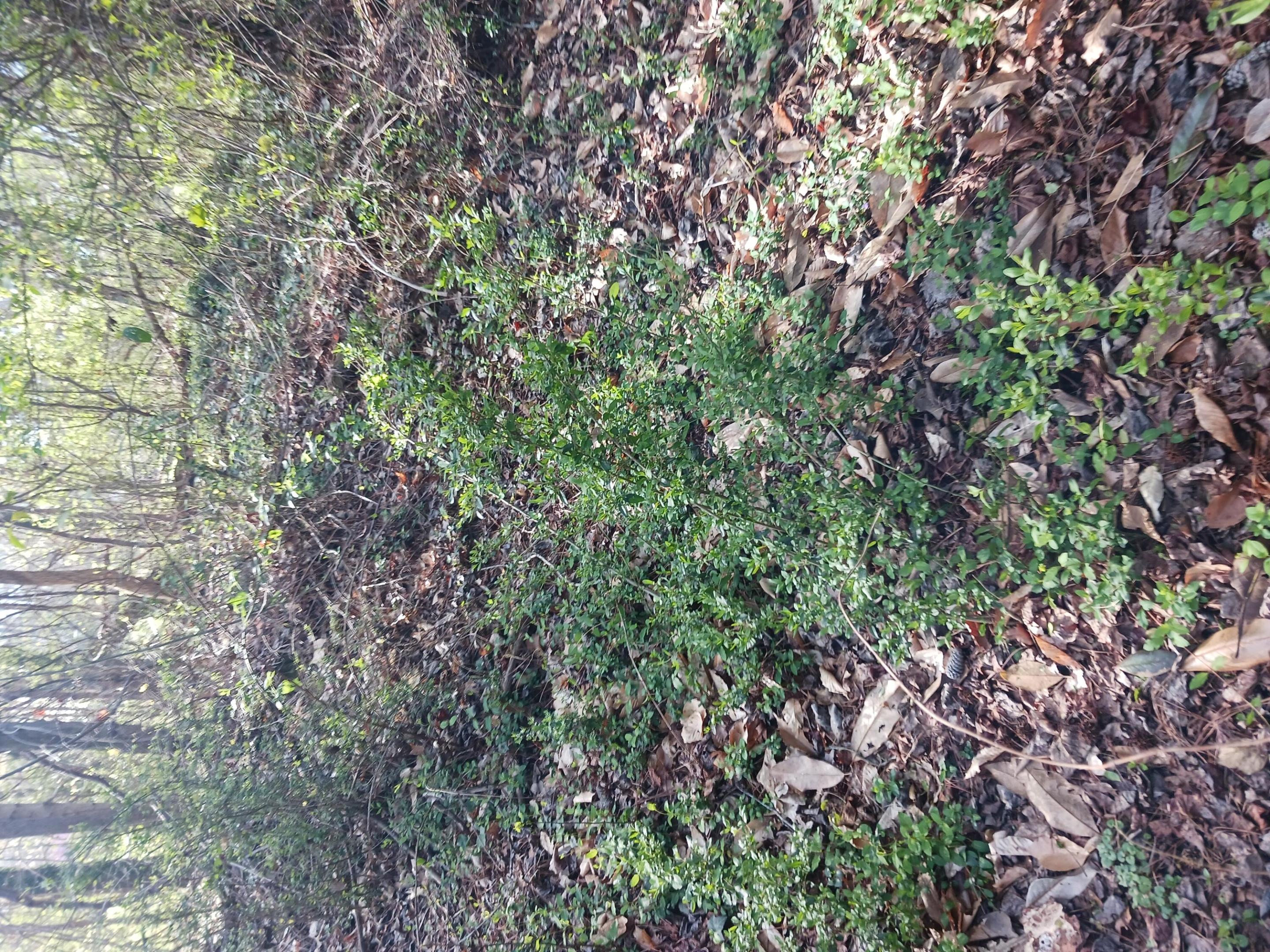 FLORIDA HIGHLANDS - Land