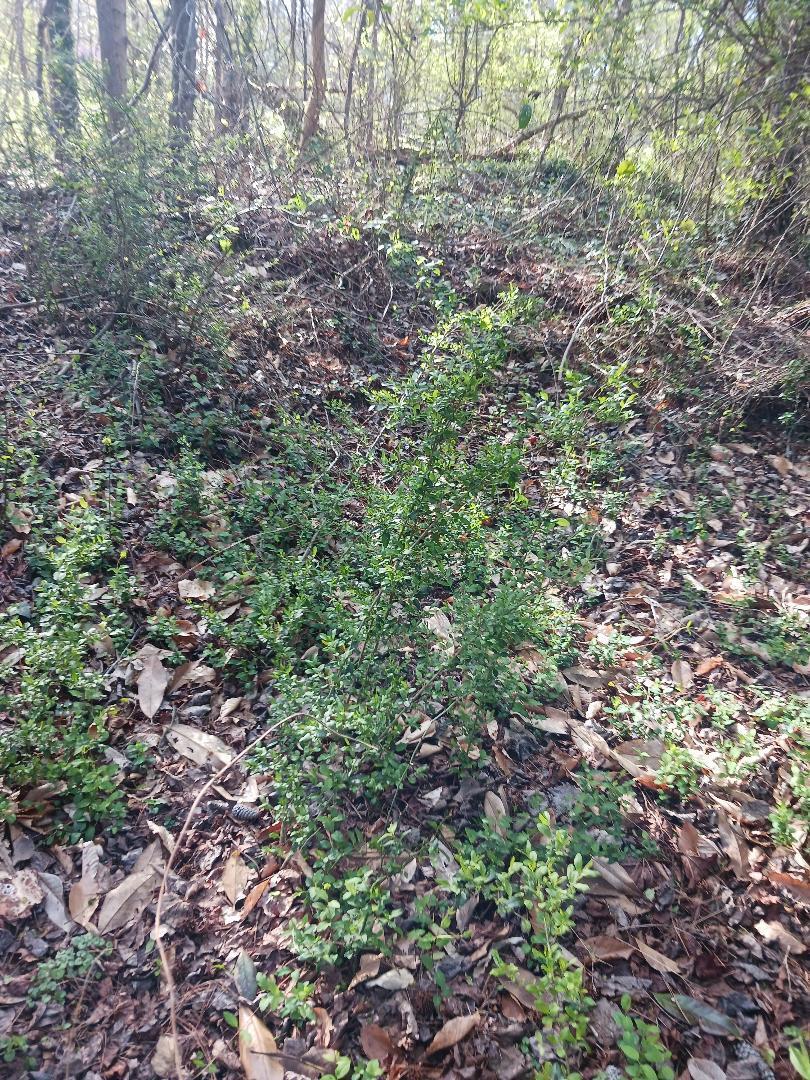 FLORIDA HIGHLANDS - Land