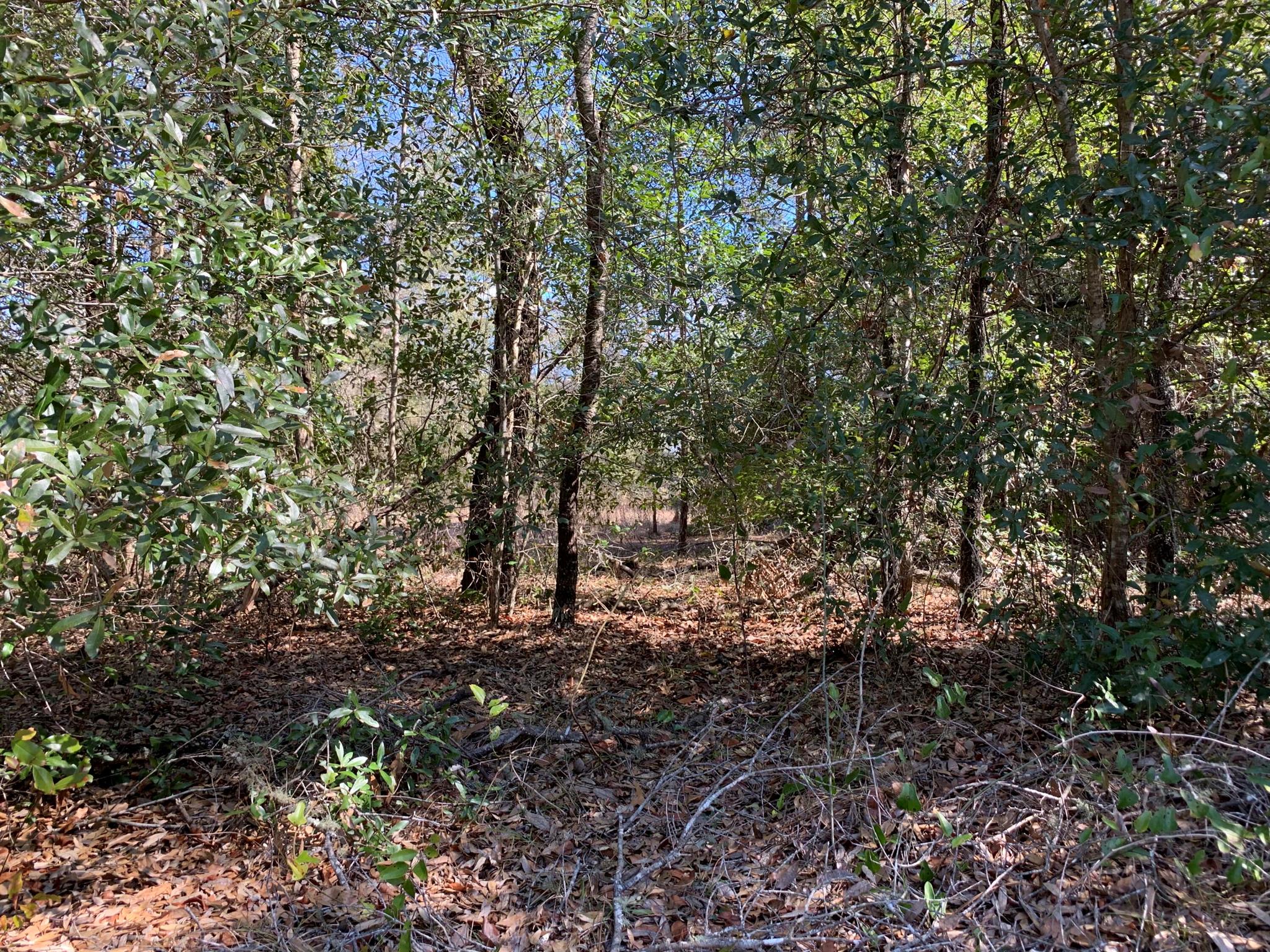 1.01 Acre! This beautiful Residential Lot in Rainbow Lakes Estates represents your vision of what home life will be! This partially cleared lot is over 1 full Acre, and very close to the beautiful Bonable Lake, which includes a boat ramp for launching your Sunday Funday! Included with home ownership is a Clubhouse with a library, a play area and shuffleboard courts, all with no HOA! Must see for yourself!