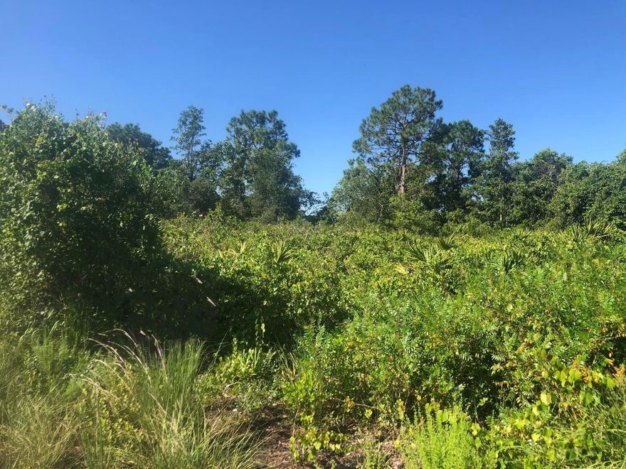 Nice building lot in Avon Park, FL. Owner financing with only $1,500 down!!!