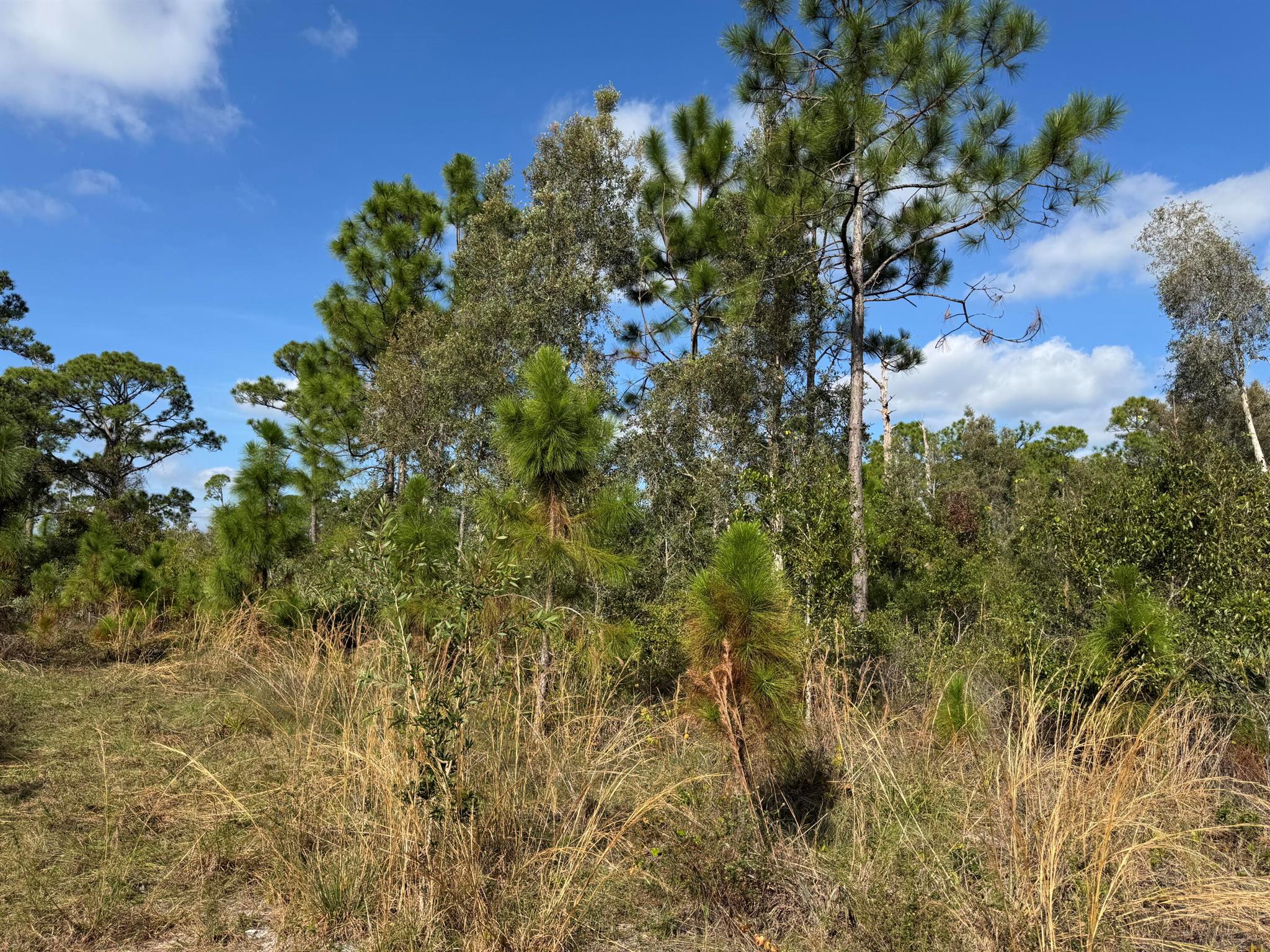 0 Tree Top Trail