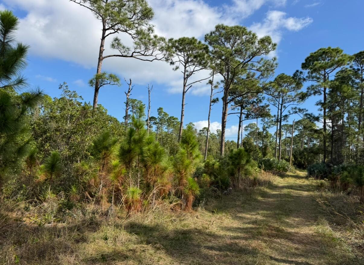 0 Tree Top Trail