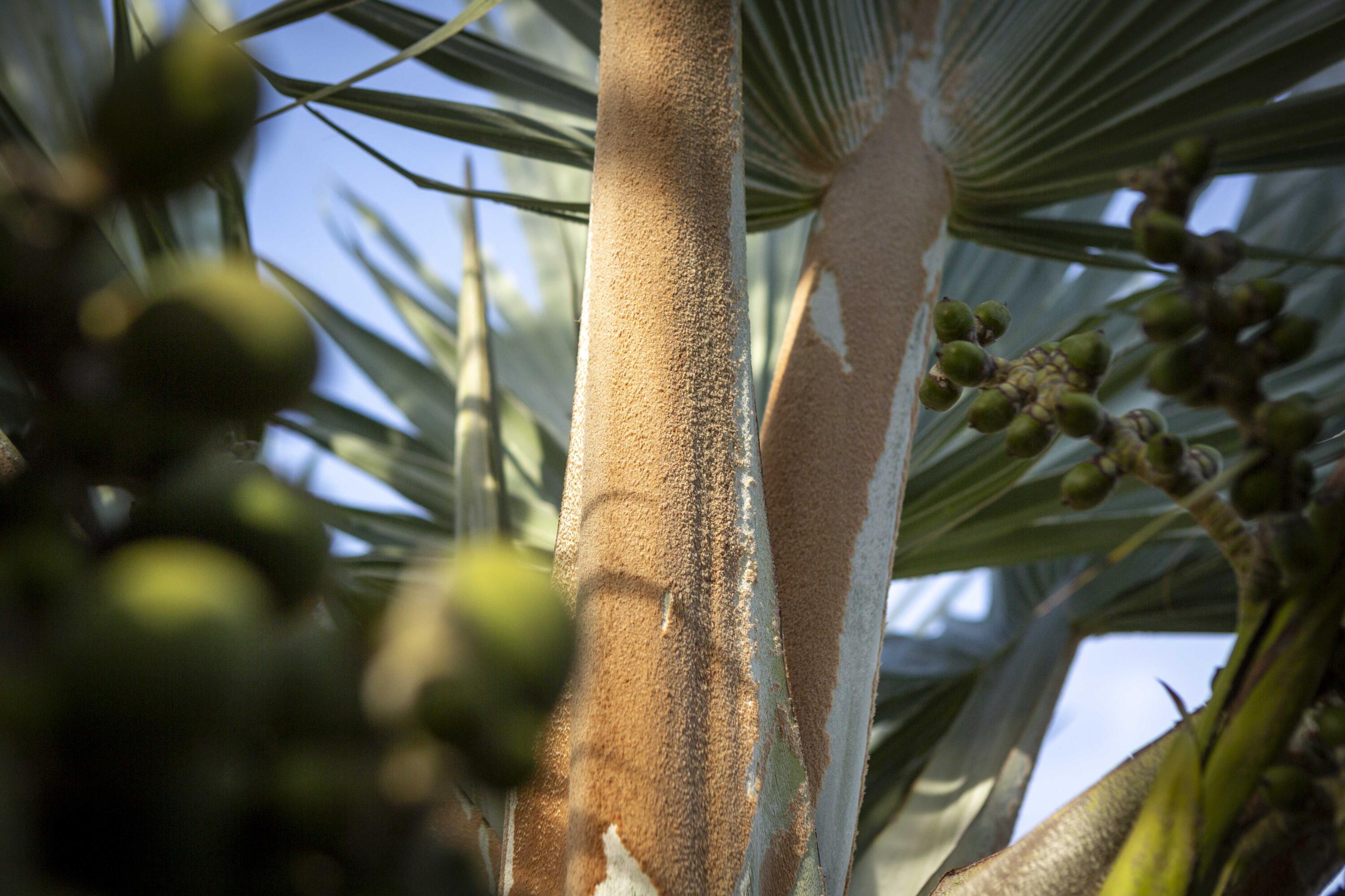 Mill Reef - Residential