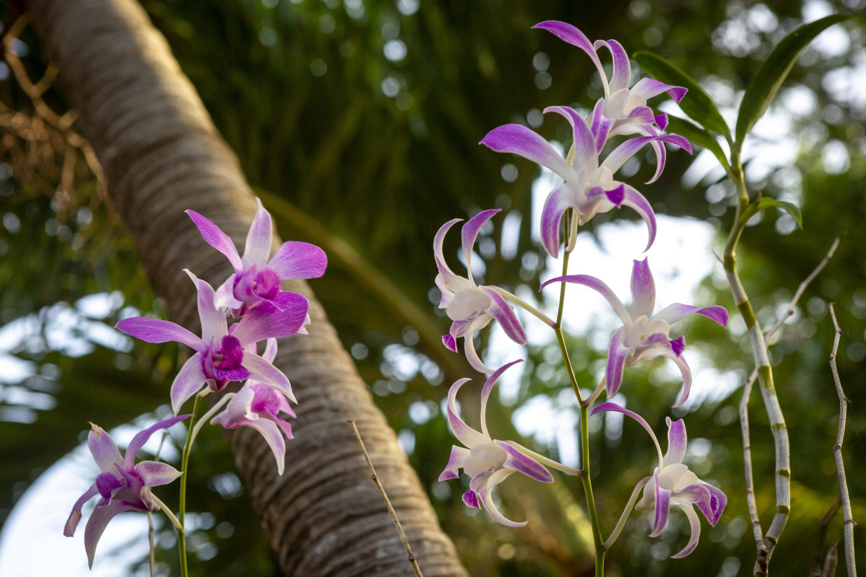 Mill Reef - Residential