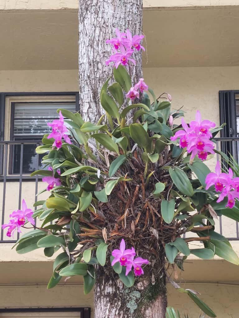 Bella Mar Condo - Residential