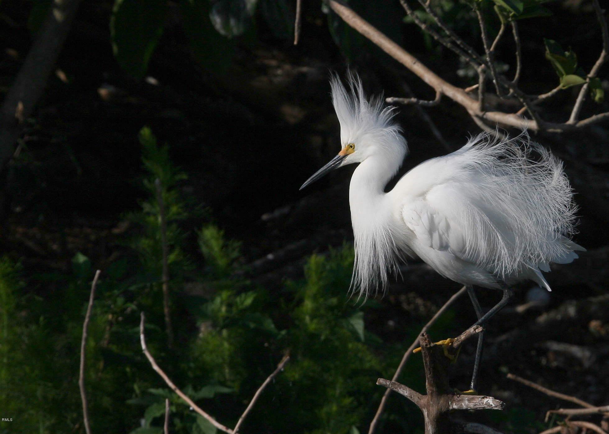 BALLENISLES-SAINT MARTIN - Residential