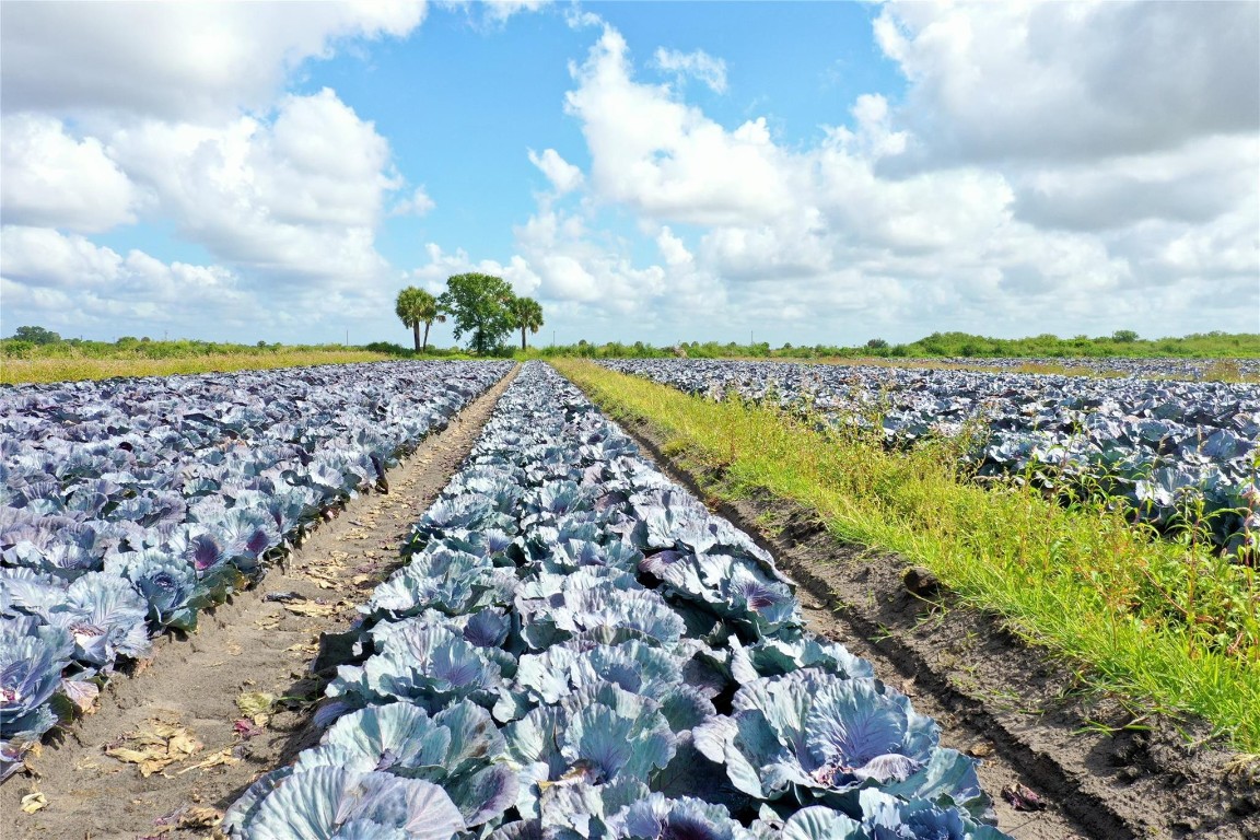 Southern Colonization Co - Land