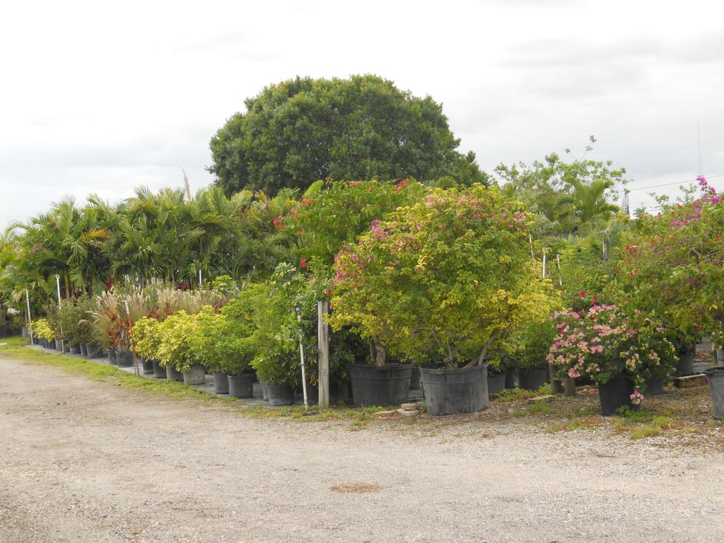 Photo of 0 Boynton Beach Blvd, Boynton Beach, FL (MLS # B26024005)