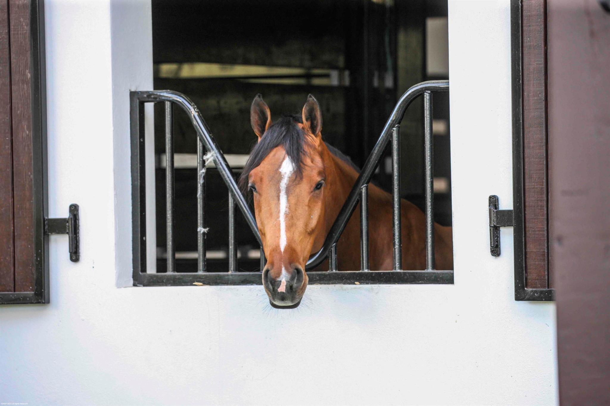 SADDLE TRAIL PARK OF WELLINGTON - Residential Lease