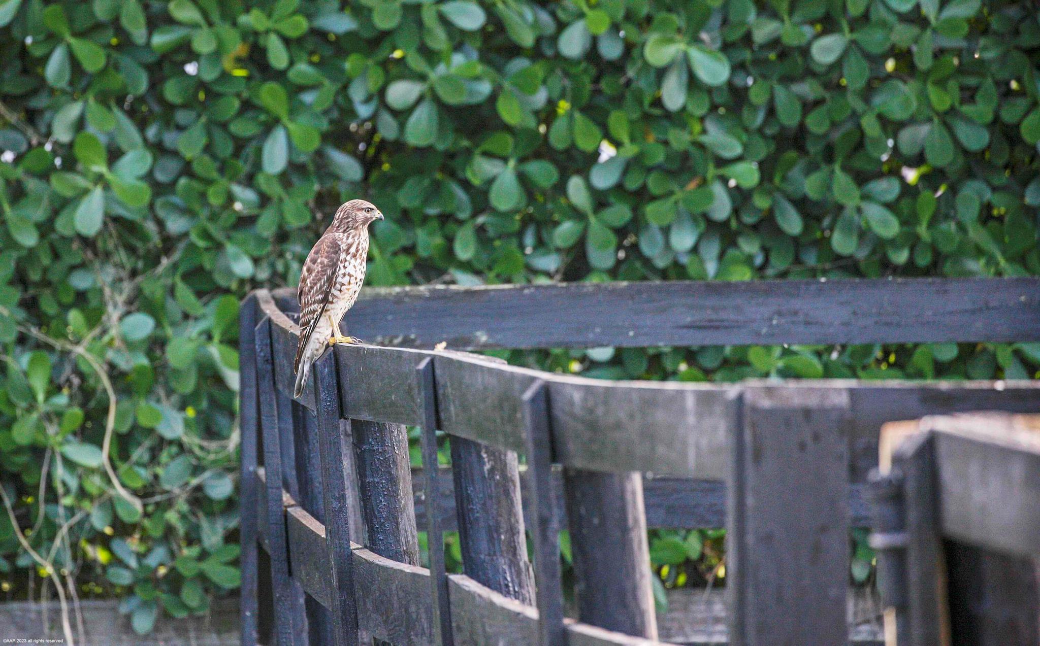 SADDLE TRAIL PARK OF WELLINGTON - Residential Lease