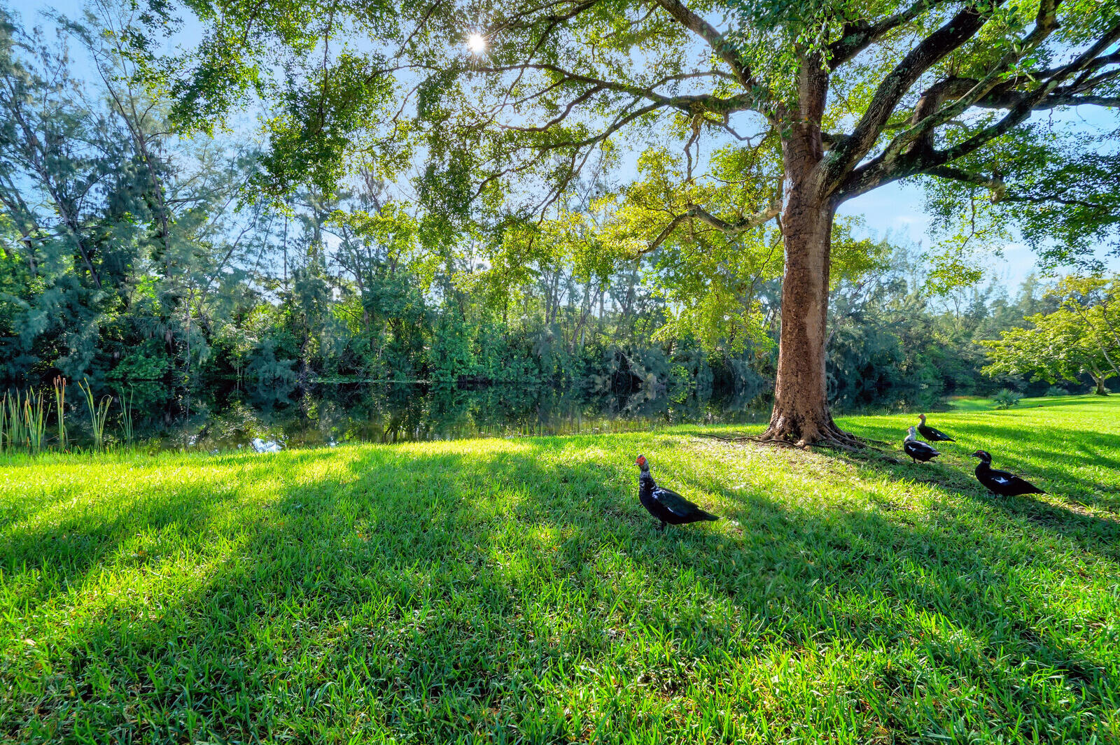 GOLDEN LAKES VILLAGE CONDO E - Residential