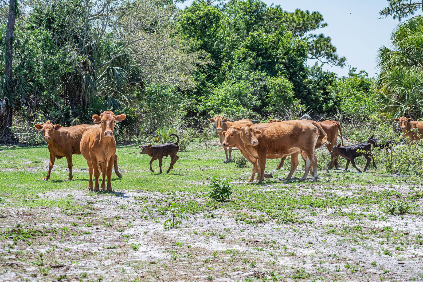 FLEMING GRANT - Land