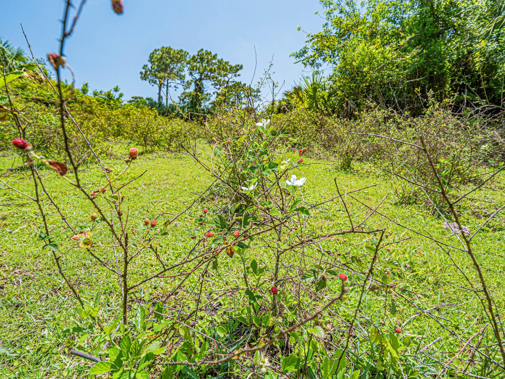 FLEMING GRANT - Land