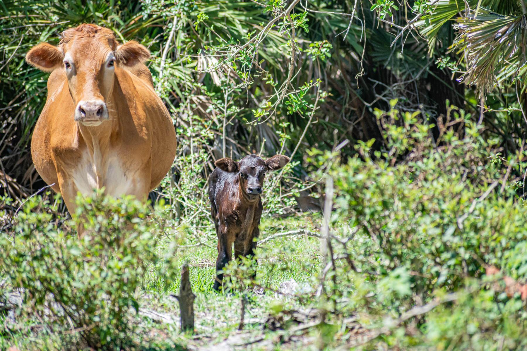 FLEMING GRANT - Land