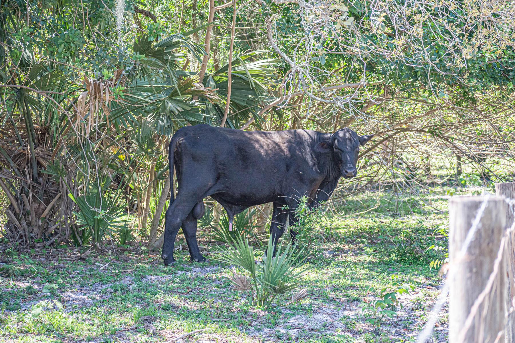 FLEMING GRANT - Land