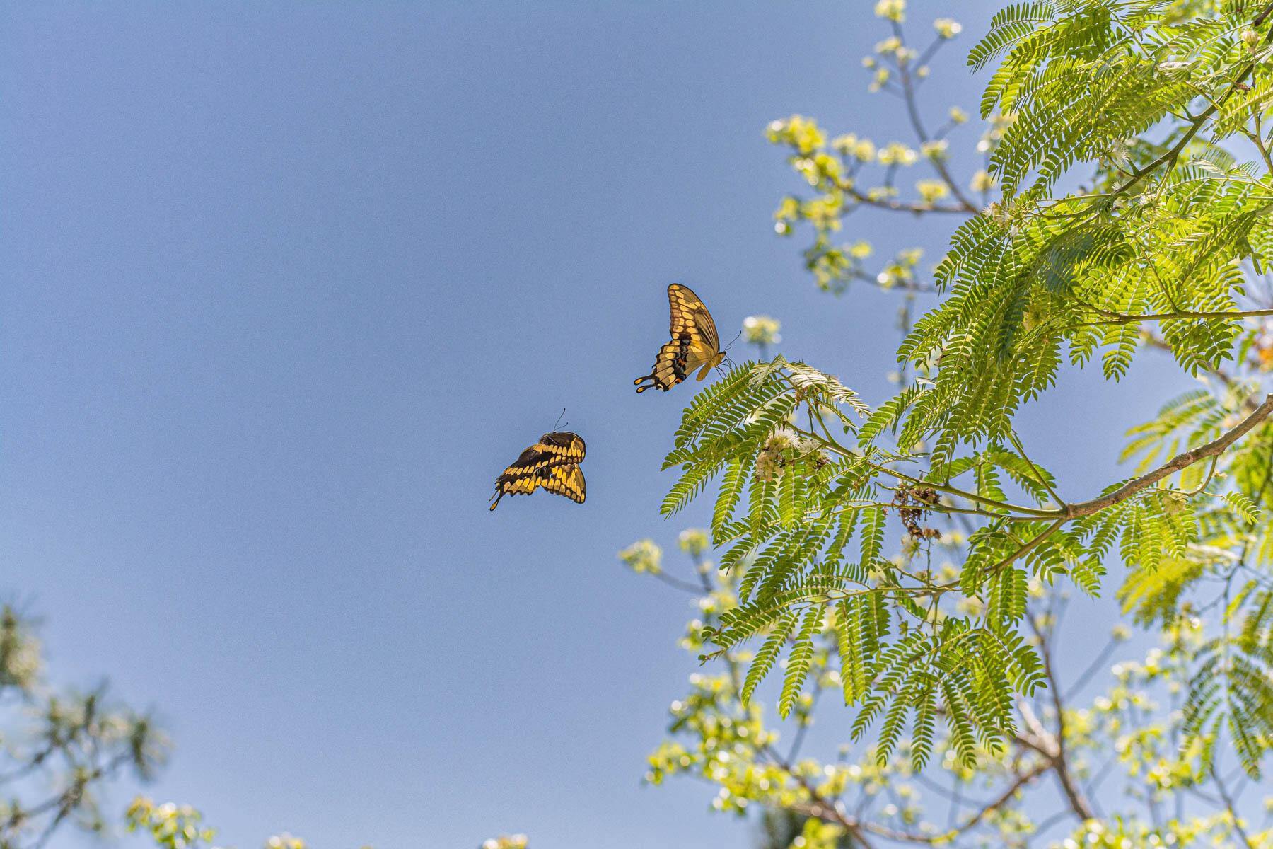 FLEMING GRANT - Land