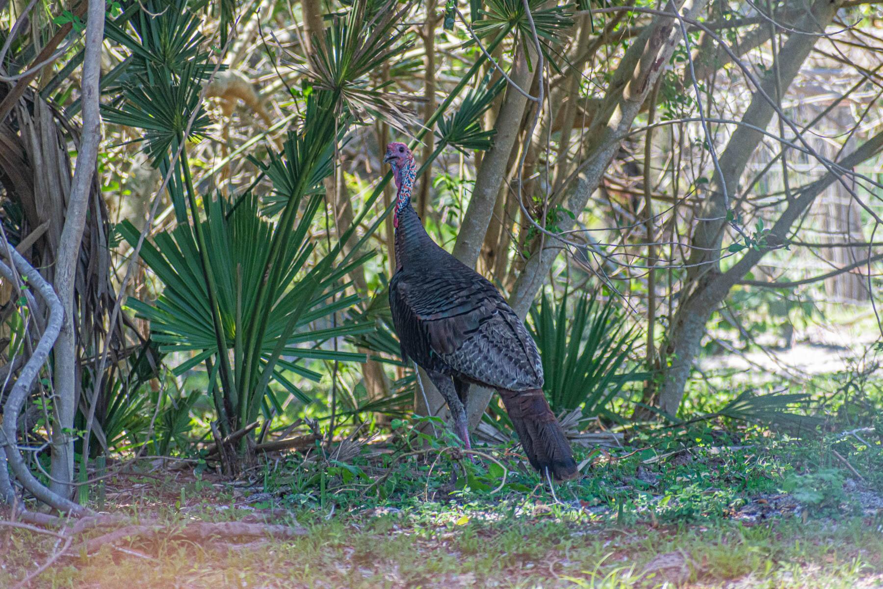 FLEMING GRANT - Land