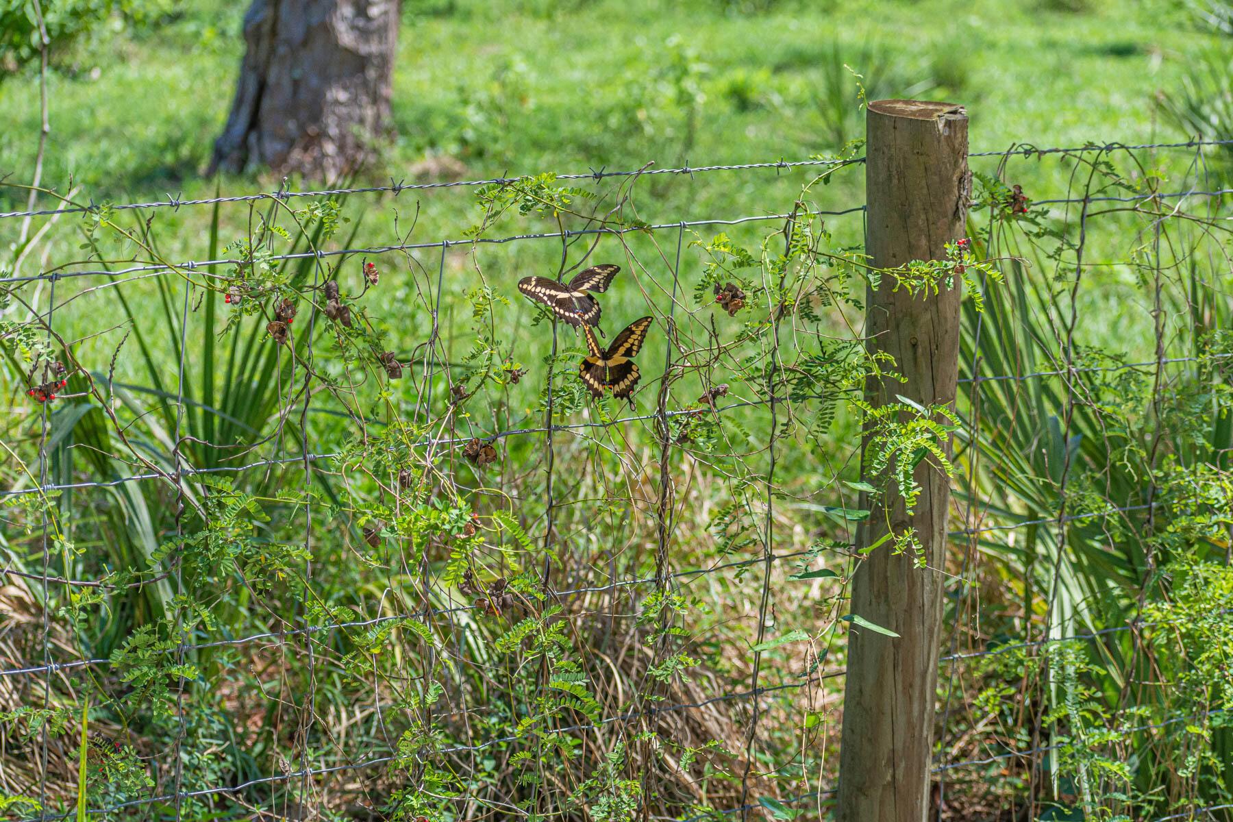 FLEMING GRANT - Land