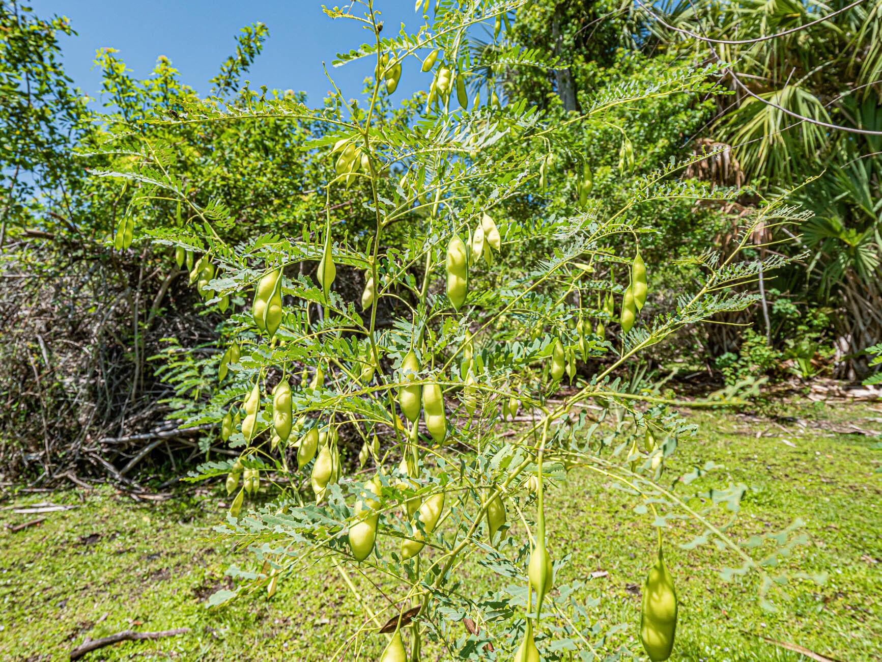 FLEMING GRANT - Land
