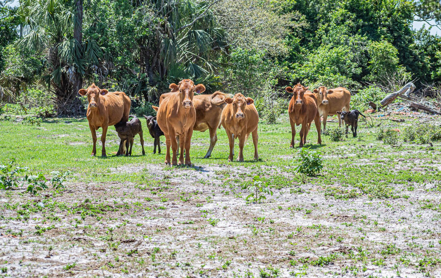 FLEMING GRANT - Land