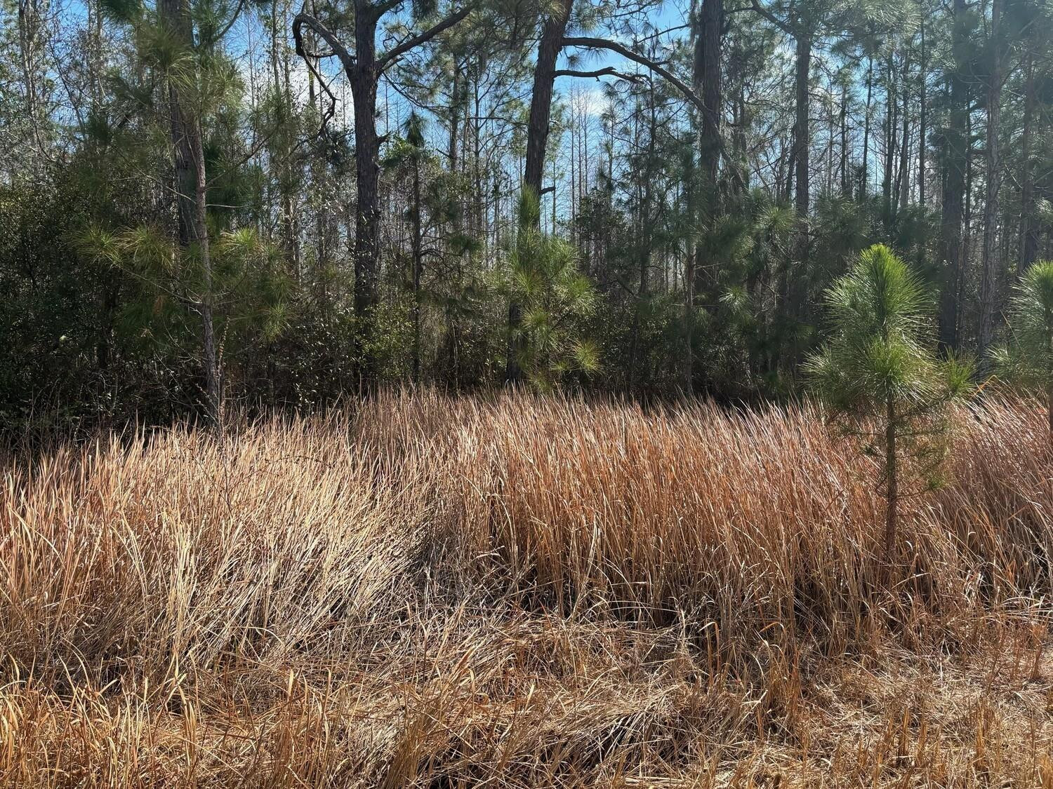 Opp117 Orlando Pines - Land