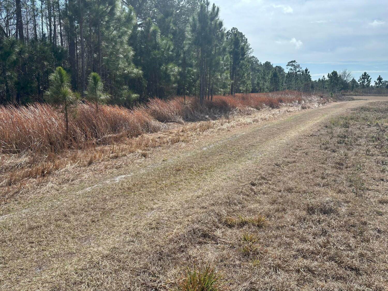 Opp117 Orlando Pines - Land