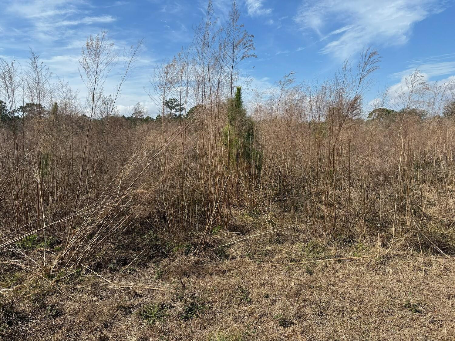 Opp117 Orlando Pines - Land