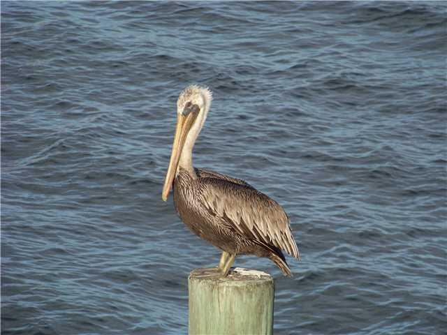 LAS VERDES / LAUREL OAK - Residential