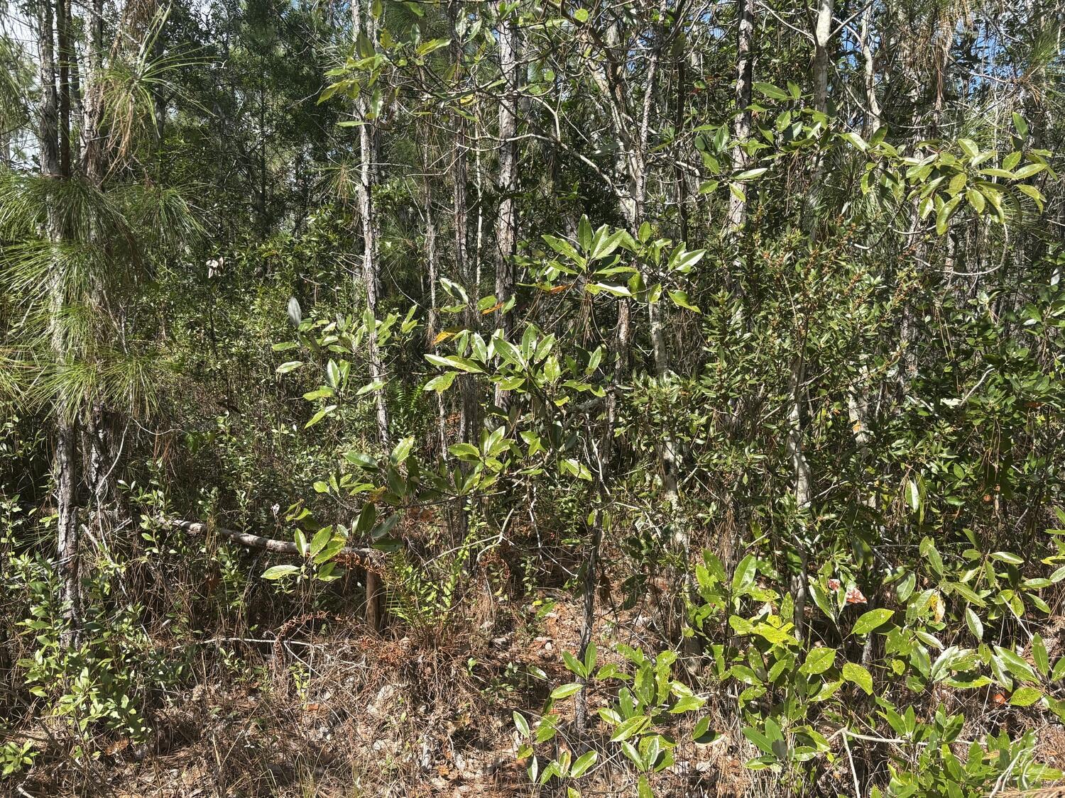 0 Holopaw Groves Road