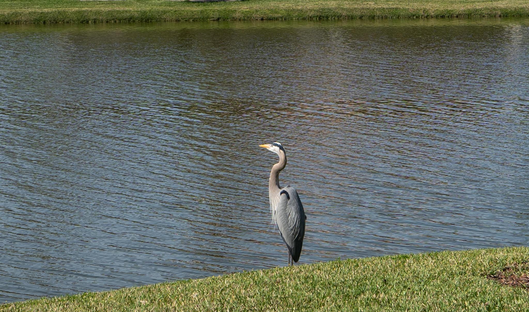 Hammock Dunes - Residential