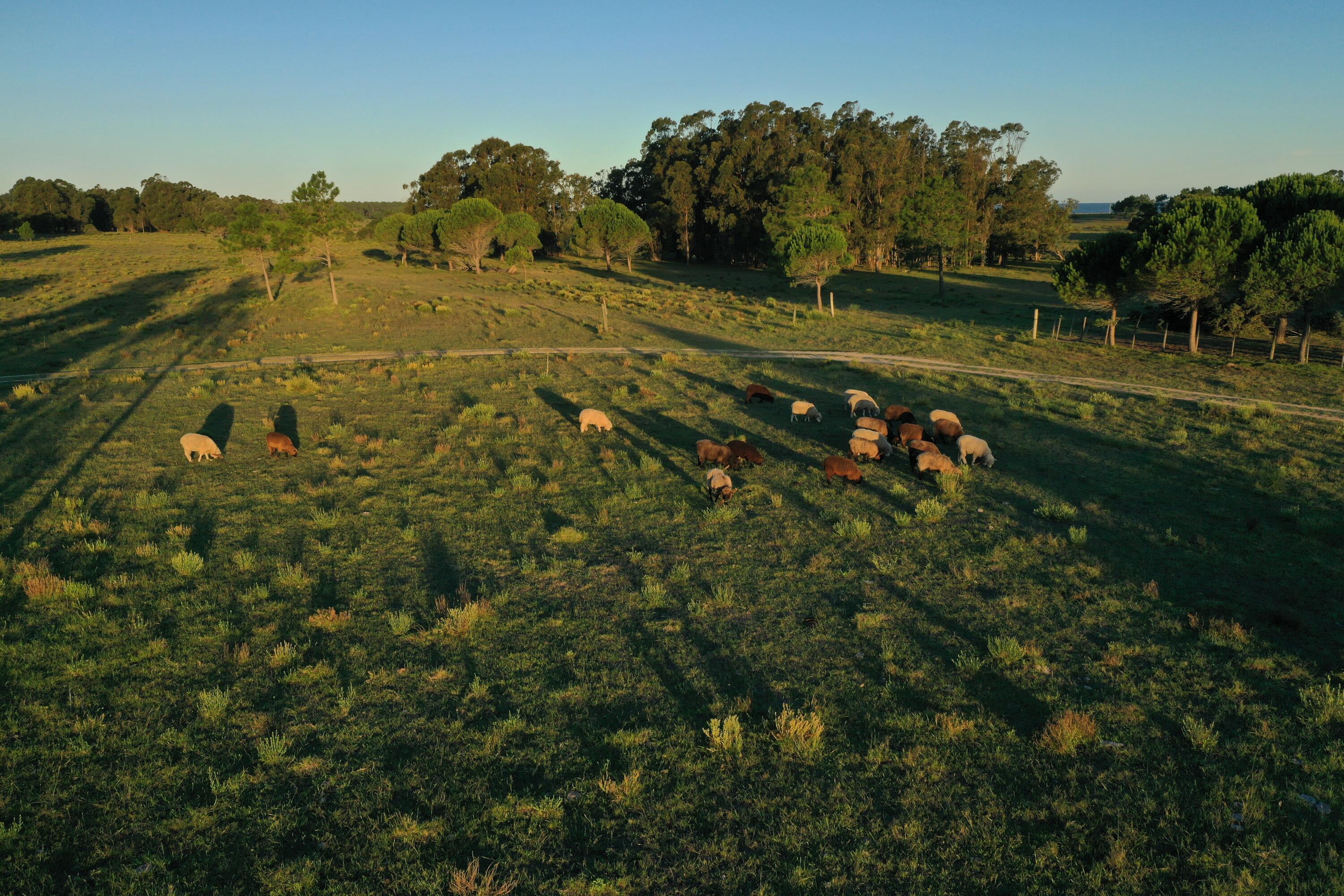 Rocha, Punta del Diablo, Uruguay. - Land