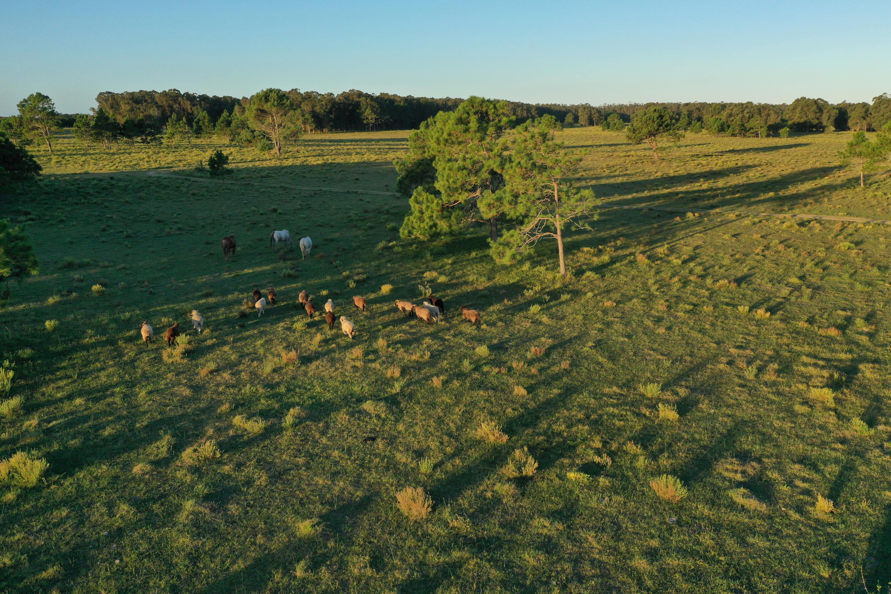 Rocha, Punta del Diablo, Uruguay. - Land