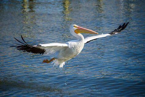 CASCADES - Residential