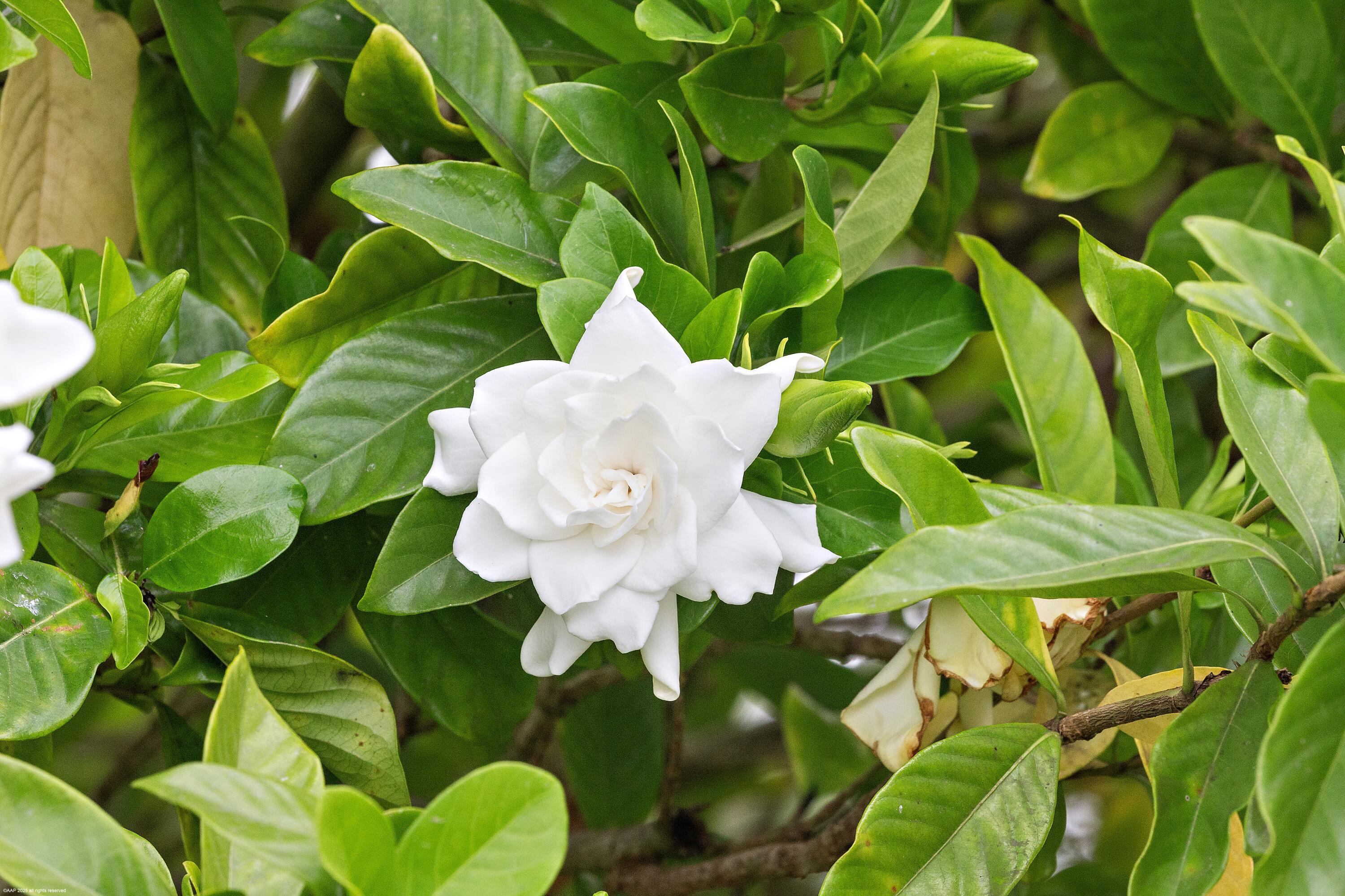 SHADY OAKS OF PALM BEACH POLO & COUNTRY - Residential