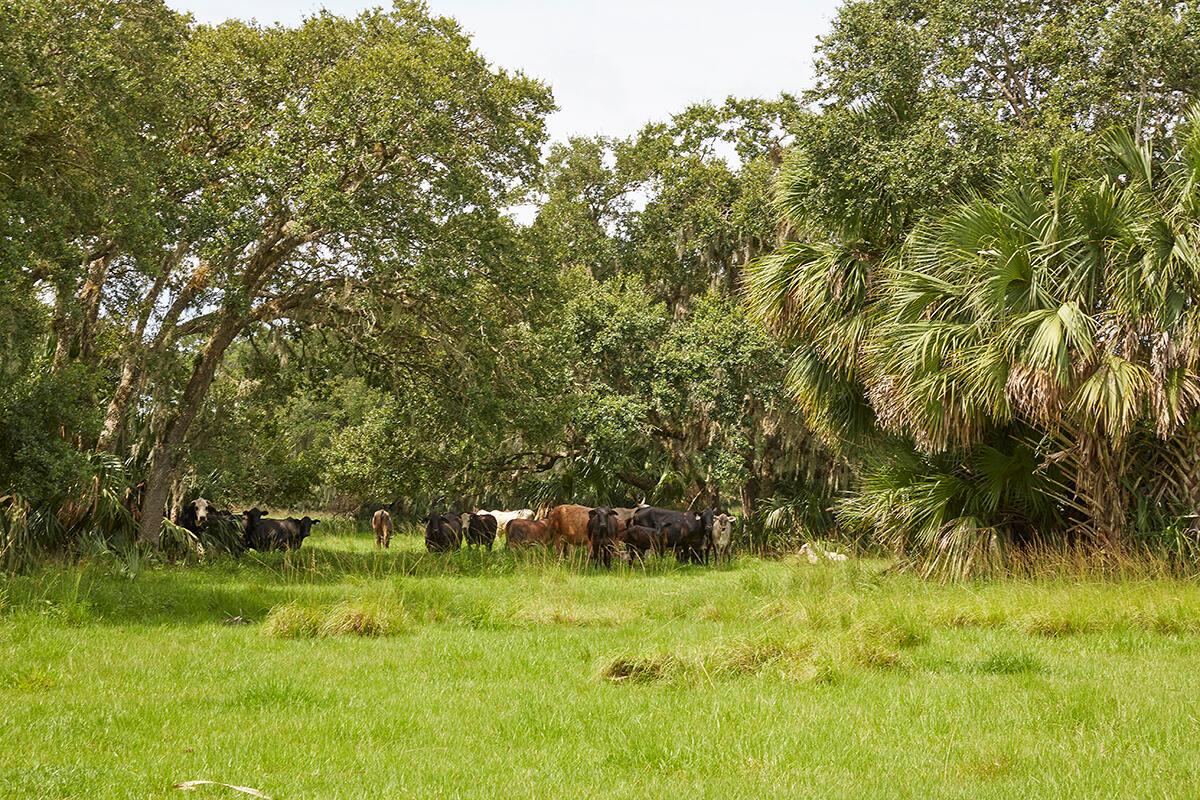 MARTIN COUNTY RANCH COMMU - Land