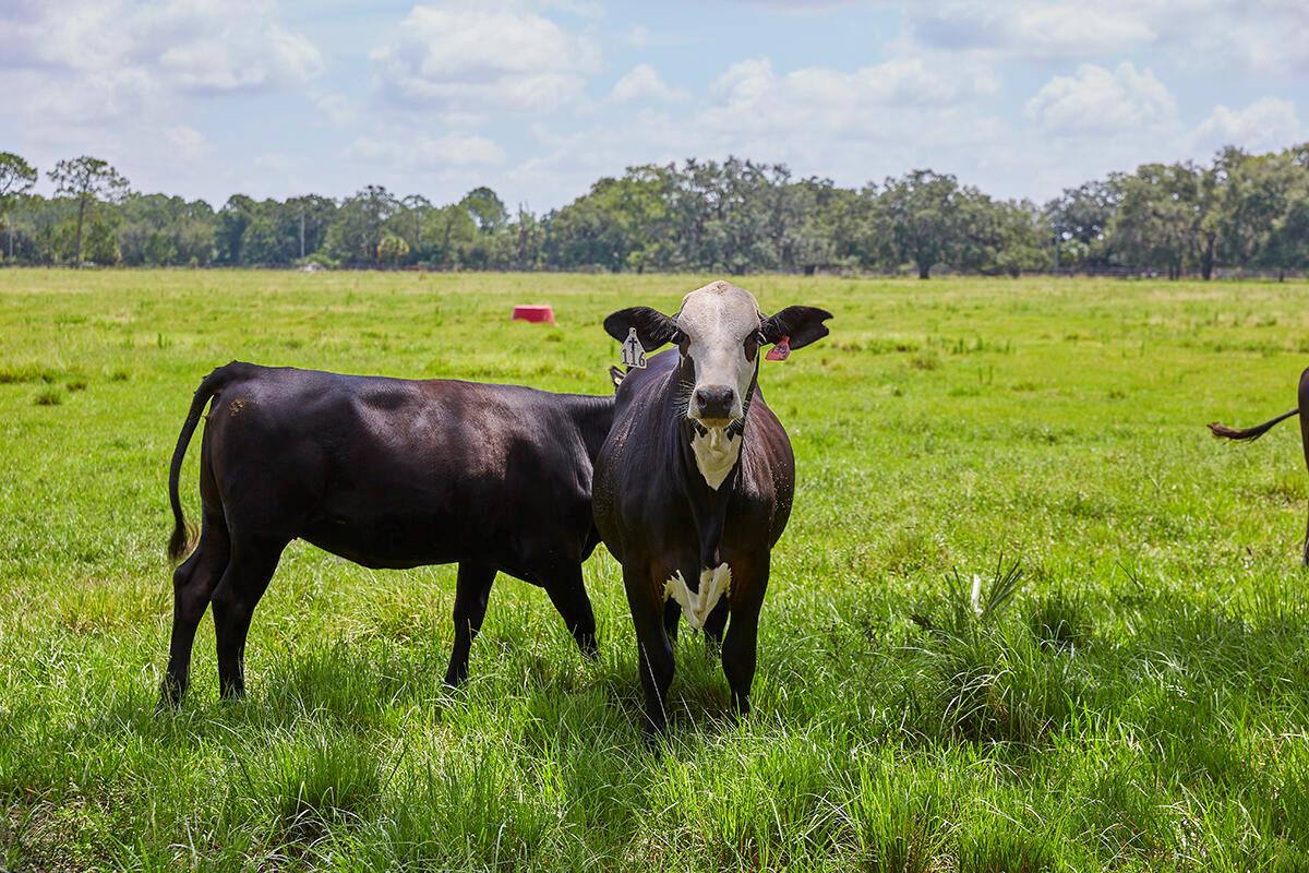 MARTIN COUNTY RANCH COMMU - Land