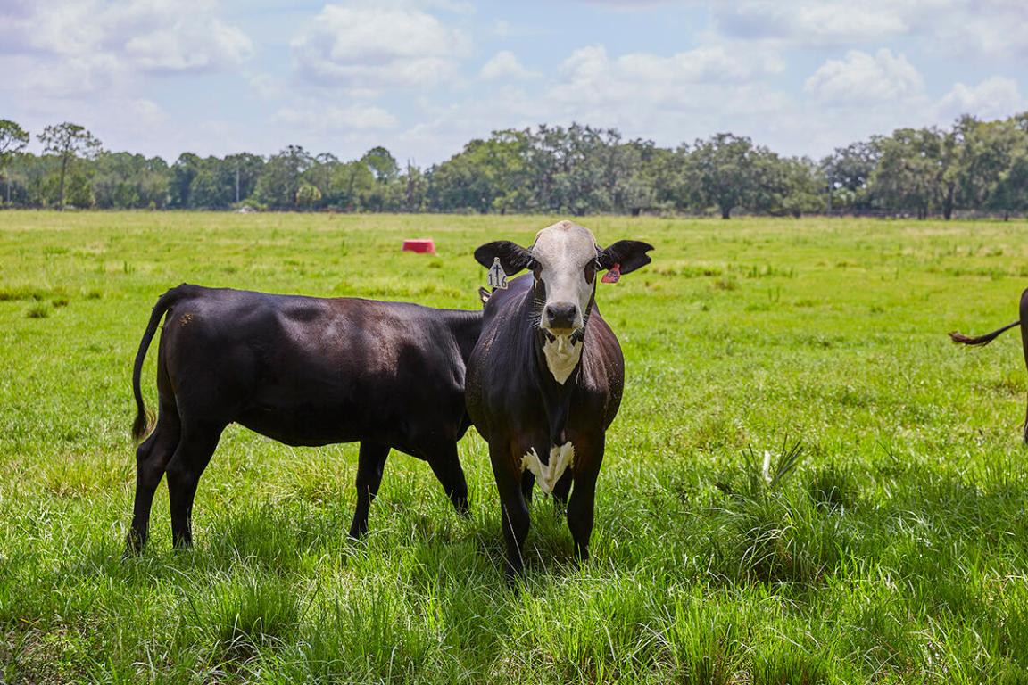 MARTIN COUNTY RANCH COMMUNITY - Land