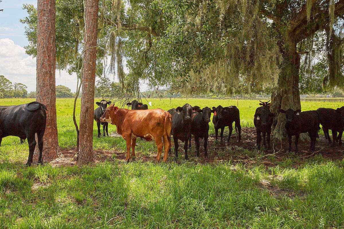 MARTIN COUNTY RANCH COMMU - Land