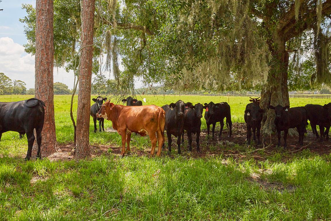 MARTIN COUNTY RANCH COMMUNITY - Land