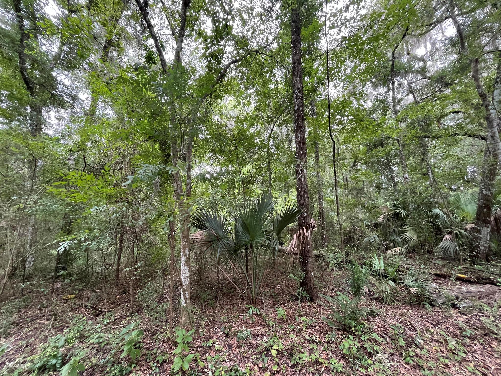Build your dream home on this oversized 0.4-acre home site in the growing community of Regal Park. The location offers a great mix of privacy and convenience, being just 10 minutes from Downtown Ocala and 15 minutes from the World Equestrian Center. You'll also have easy access to I-75 and US-441, along with nearby amenities like schools, shopping, restaurants, medical facilities, parks, and recreational areas. Plus, the absence of HOA fees and the fact that it's not in a flood zone are huge bonuses! For directional purposes 6535 NW 26TH AVE is the corner house
