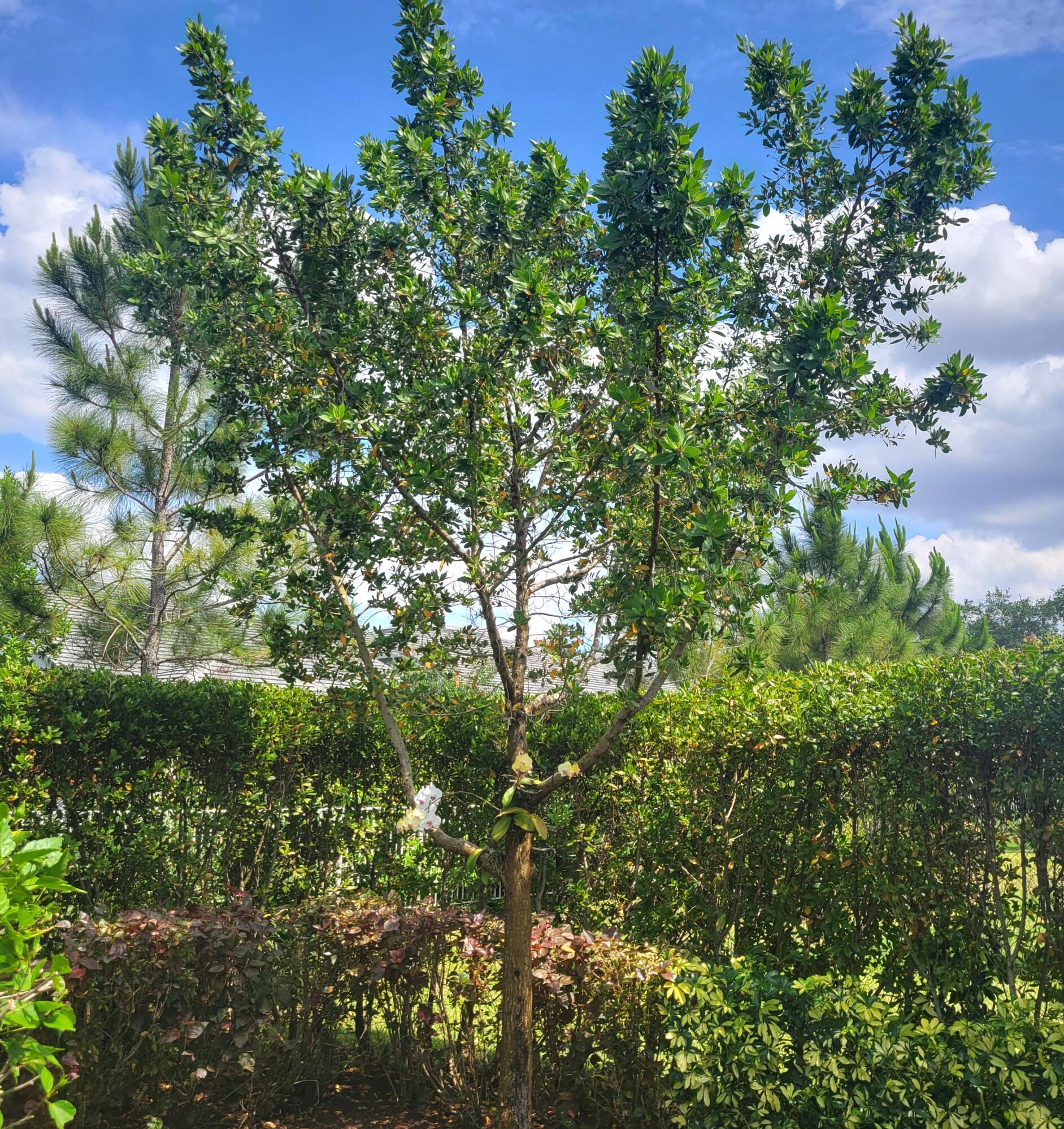 WINDSONG ESTATES - Residential