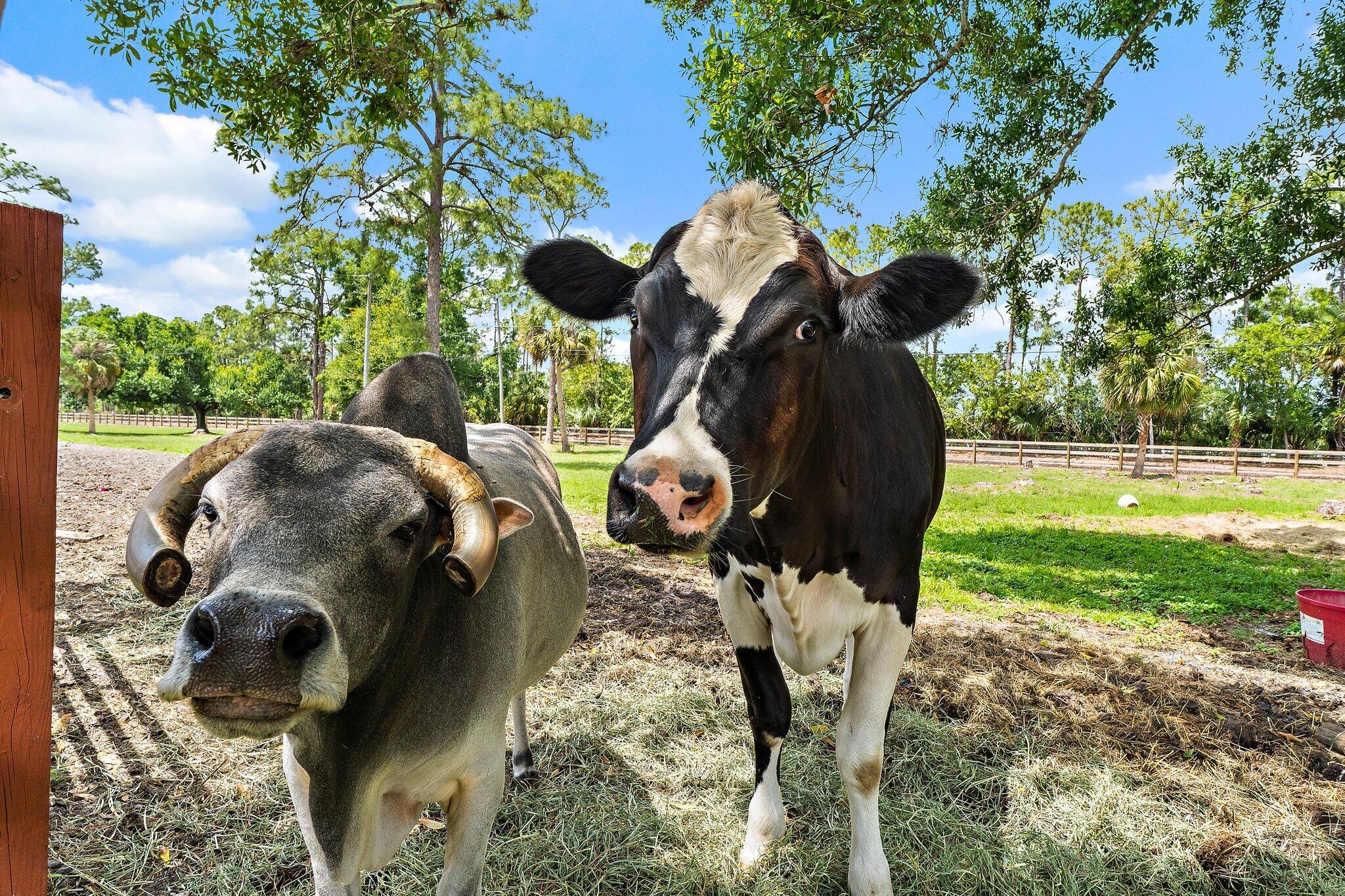 Jupiter Farms - Residential