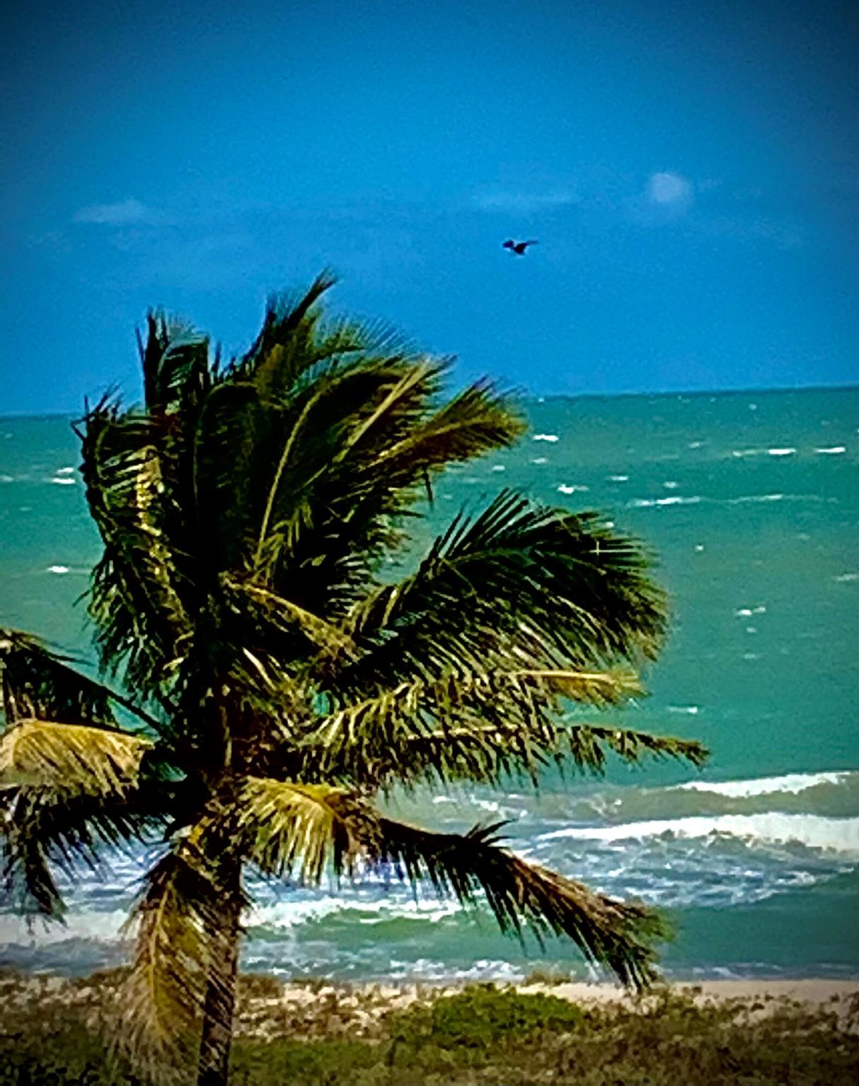 SEA PALMS CONDOMINIUM - Residential Lease