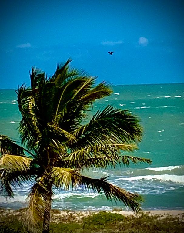 SEA PALMS CONDOMINIUM - Residential Lease