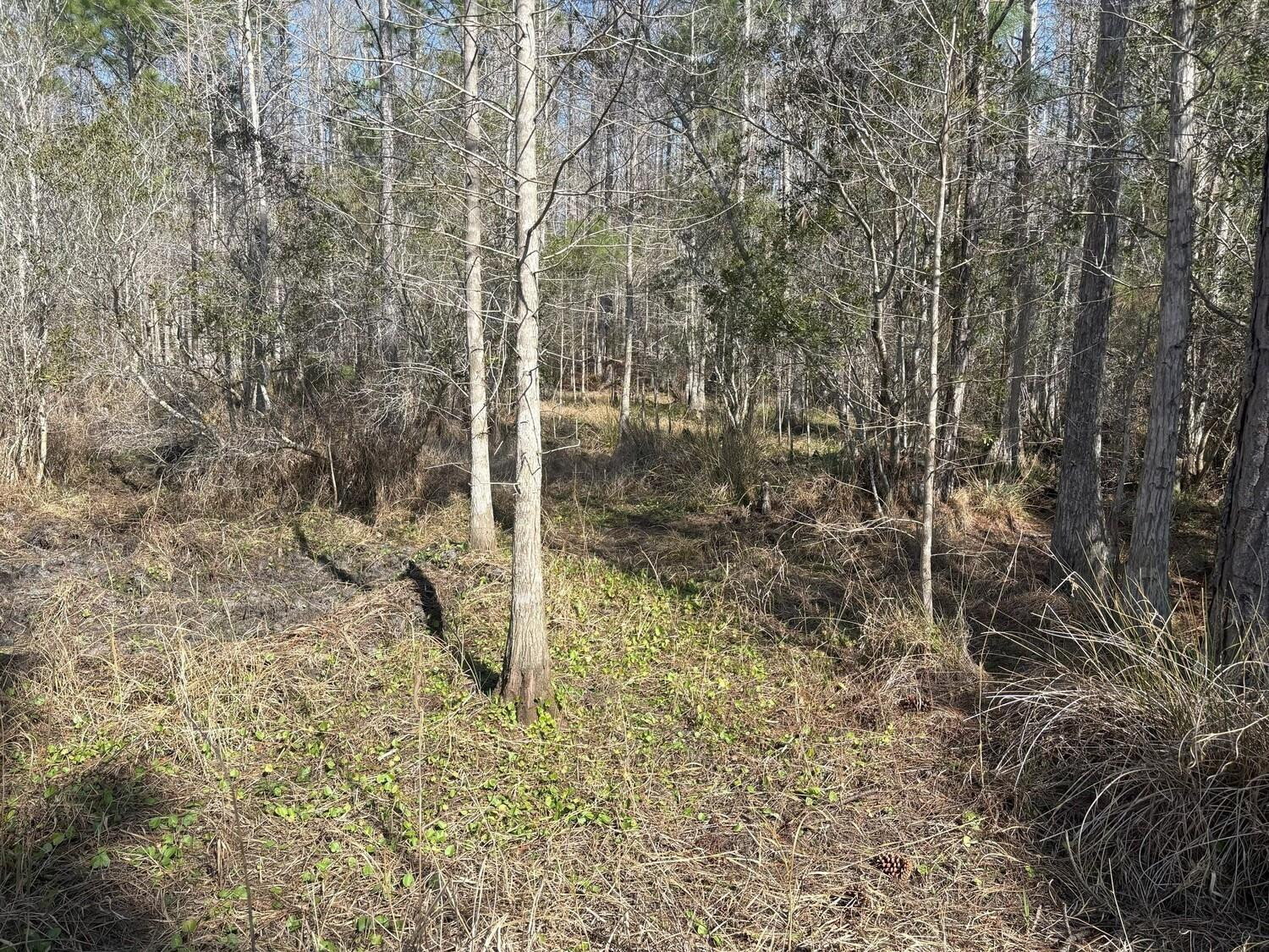 opp44 Orlando Pines - Land