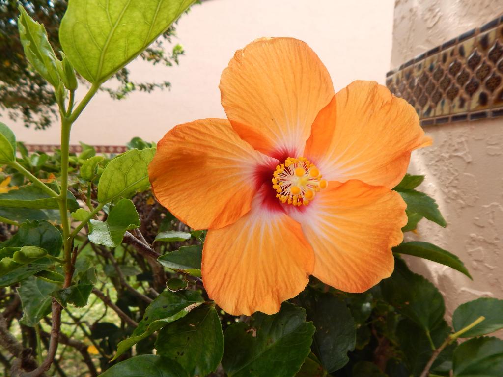 MARBELLA WOODS - Residential Lease