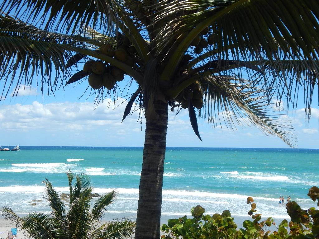 MARBELLA WOODS - Residential Lease